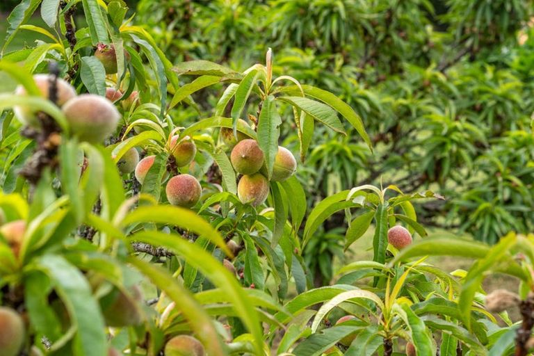 Photo of property in 27 Dingle Road, Morrinsville, 3372