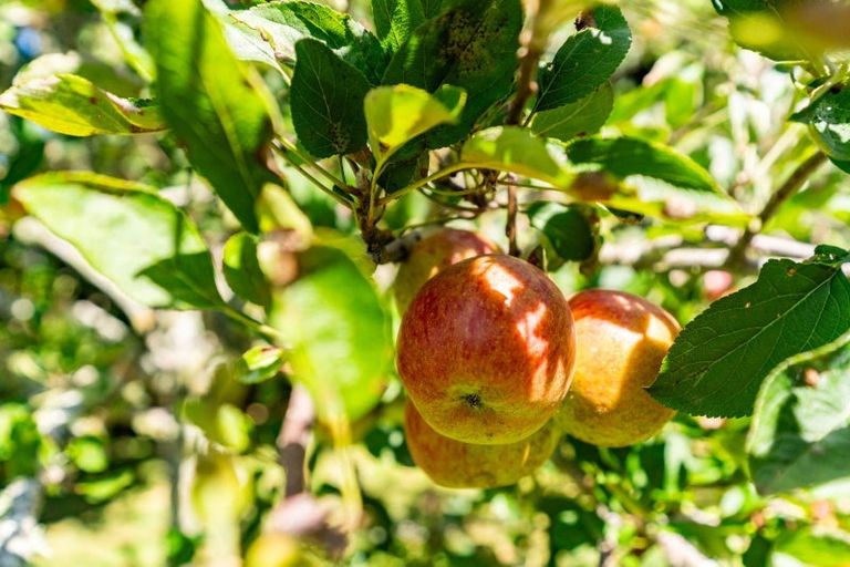 Photo of property in 915 State Highway 14, Maungatapere, Whangarei, 0179