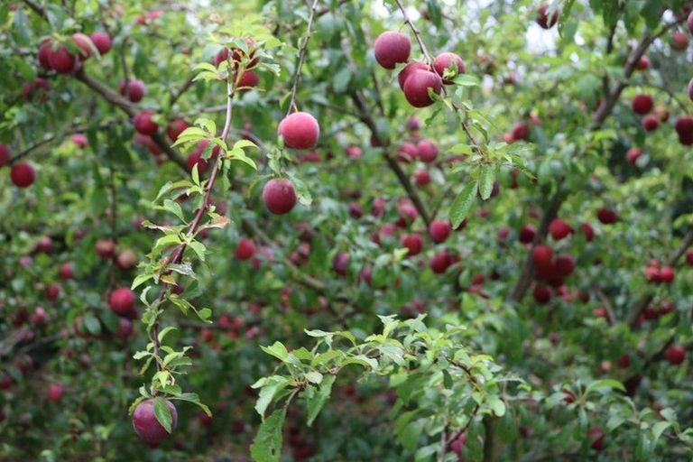 Photo of property in 233 Fencourt Road, Cambridge, 3493