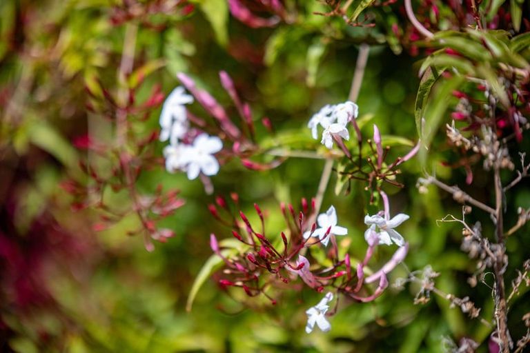 Photo of property in 18c Clifton Road, Hamilton Central, Hamilton, 3204