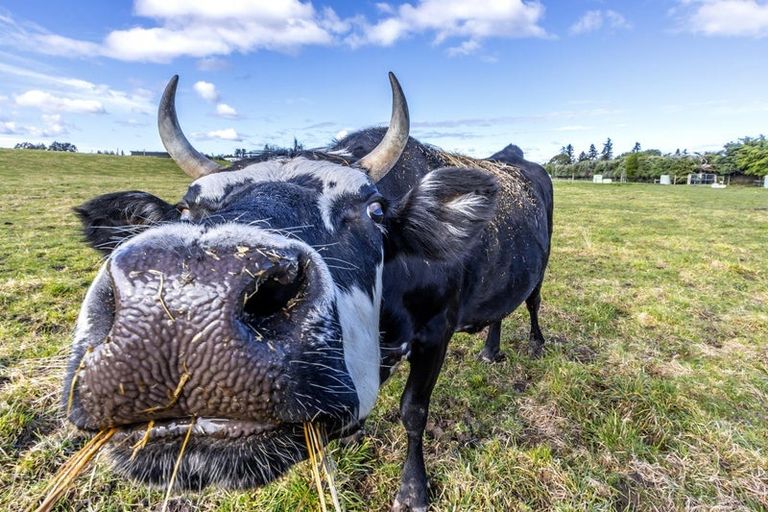 Photo of property in 422 Stonyflat Road, Loburn, Rangiora, 7472