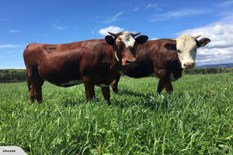 Photo of property in 440 Hokio Beach Road, Hokio Beach, Levin, 5571