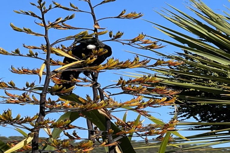 Photo of property in 59 Tirimoana Terrace, Anakiwa, Picton, 7281