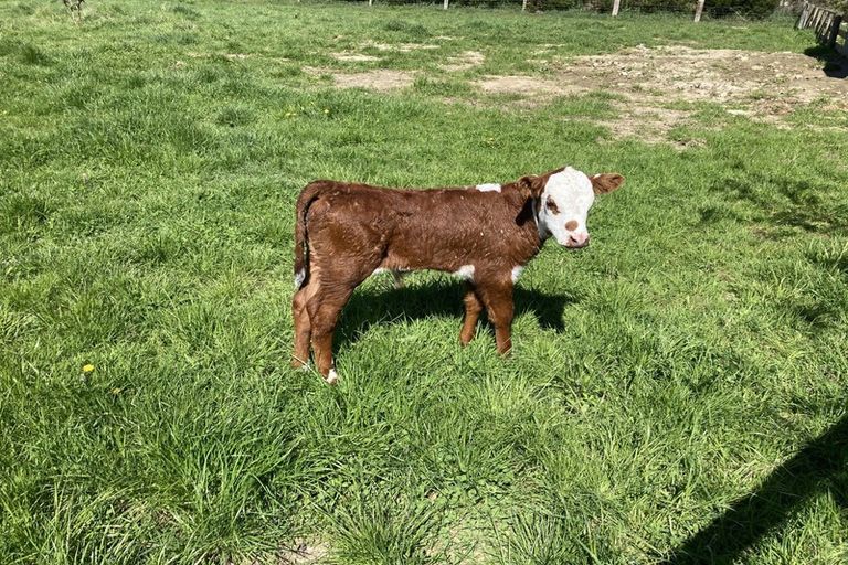 Photo of property in 110 Bruce Road, Momona, Outram, 9073