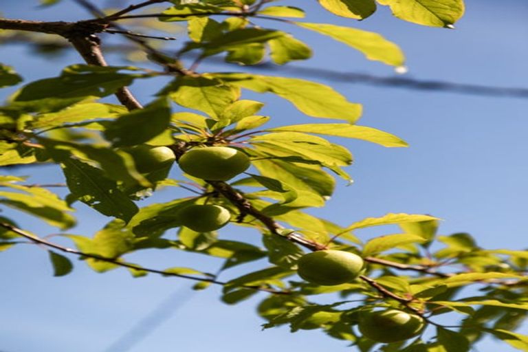 Photo of property in 35 Waiomu Valley Road, Waiomu, Thames, 3575