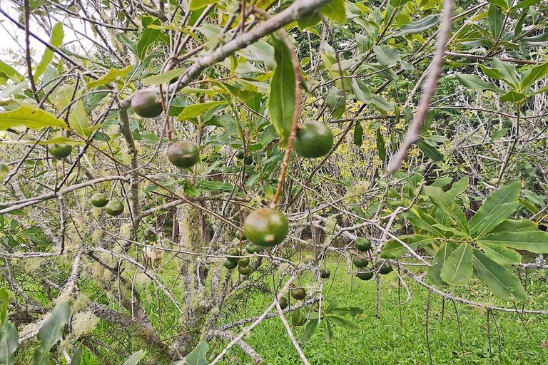 Photo of property in 64 De Boer Lane, Mangawhai, Kaiwaka, 0573