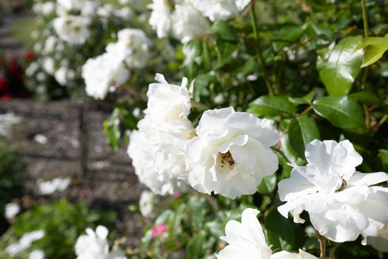 Photo of property in 7 Dobsons Lane, Kelvin Grove, Palmerston North, 4470