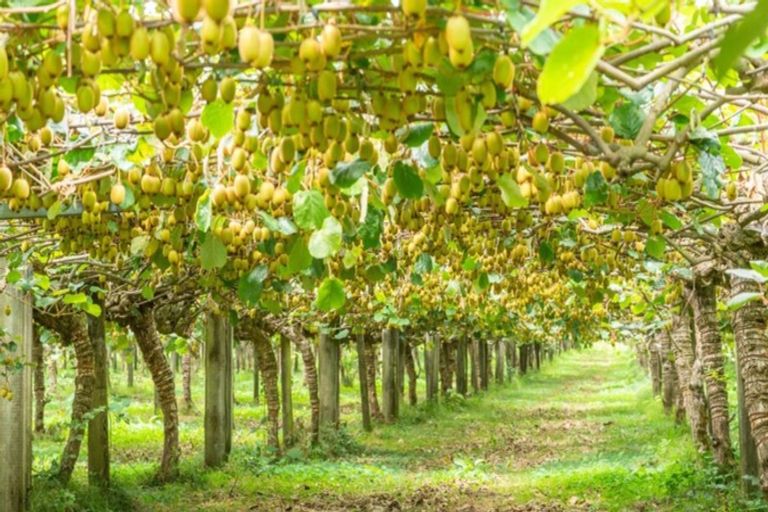 Photo of property in 905 Oropi Road, Oropi, Tauranga, 3173