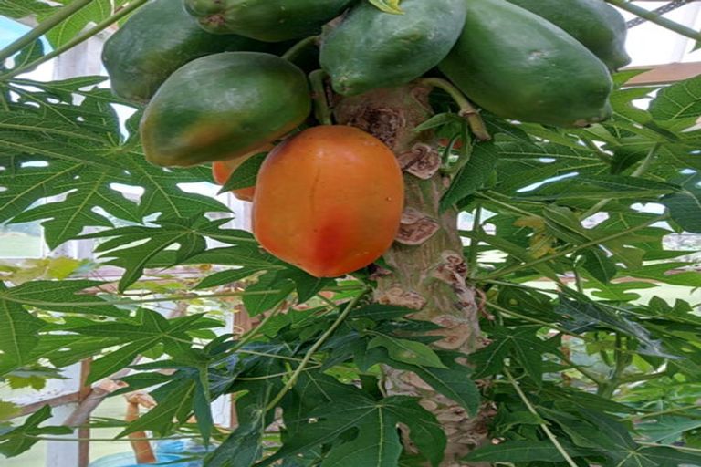 Photo of property in 156 Petley Road, Paparoa, 0571