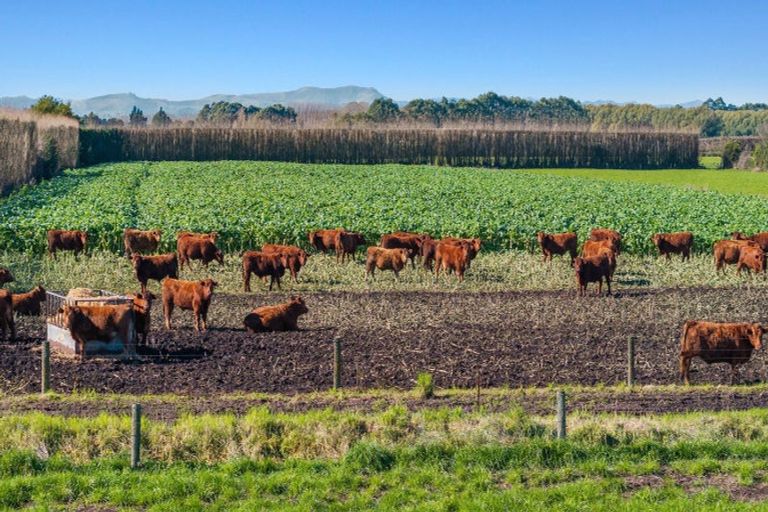 Photo of property in 117 Swamp Road, Springston, Christchurch, 7677