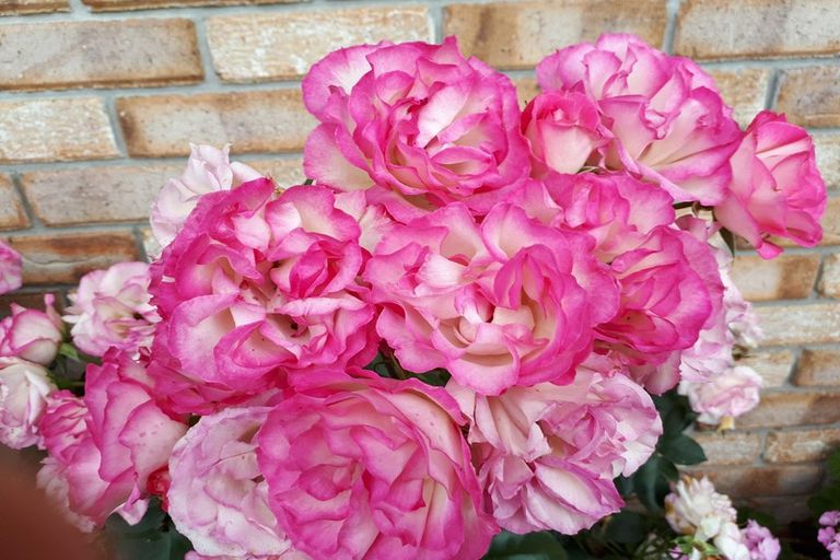 Photo of property in 262 Mckinley Road, Kokopu, Whangarei, 0179