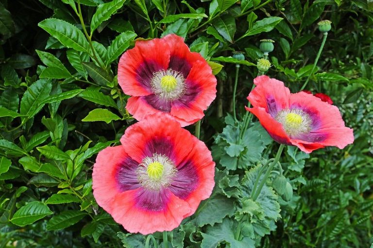 Photo of property in 26 Ernest George Drive, Karaka, Papakura, 2580