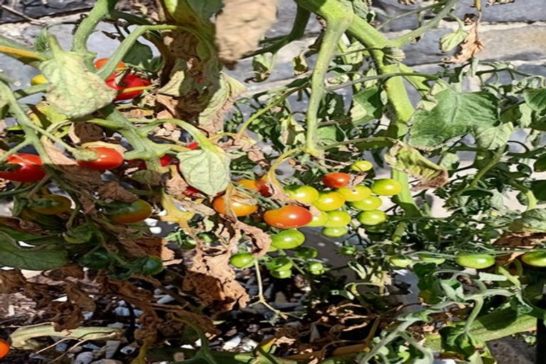 Photo of property in 42 Easther Crescent, Kew, Dunedin, 9012