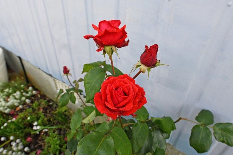 Photo of property in 19 Haylock Grove, Totara Park, Upper Hutt, 5018