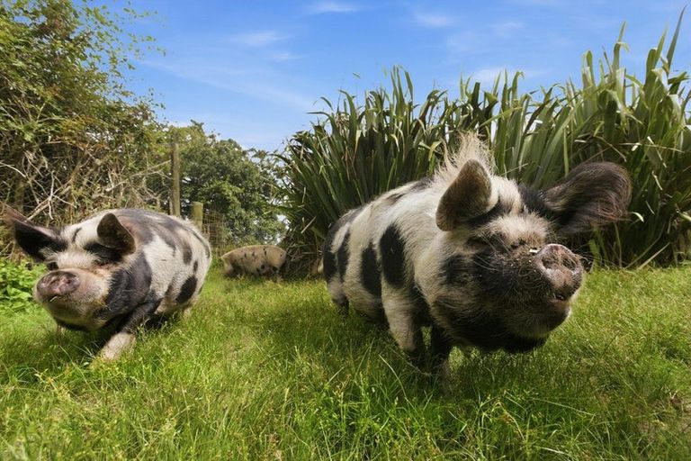 Photo of property in 1292 Oropi Road, Oropi, 3173