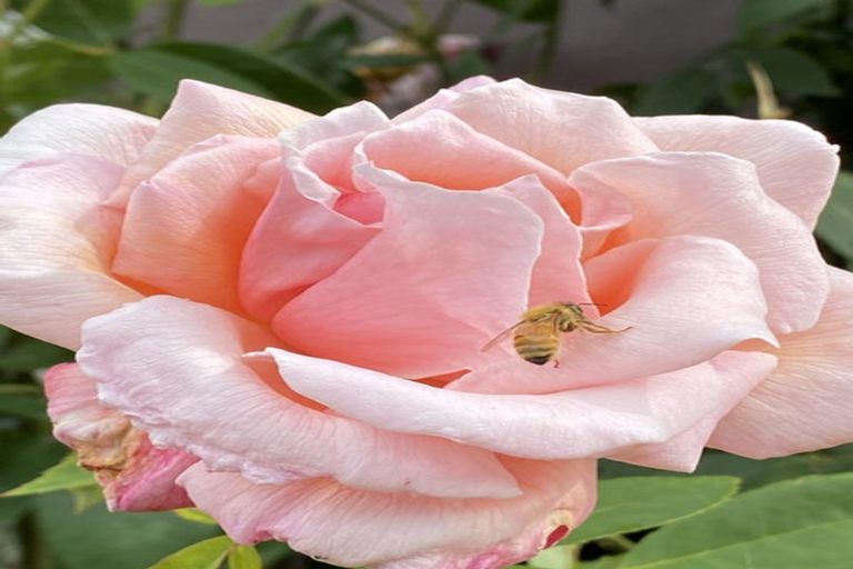 Photo of property in 61 Glassworks Road, Netherby, Ashburton, 7772