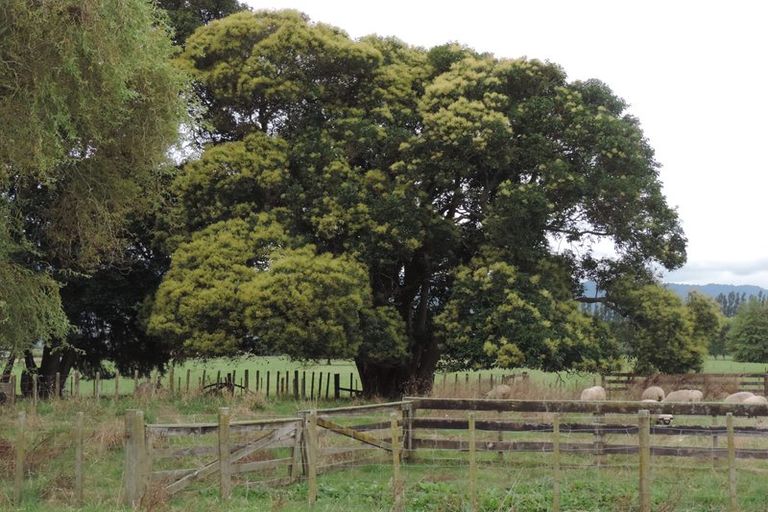 Photo of property in 117 Livingstone Road, Te Poi, Matamata, 3473