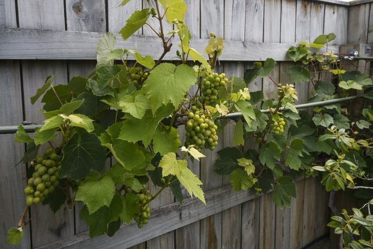 Photo of property in 163 Albert Street, Hokowhitu, Palmerston North, 4410