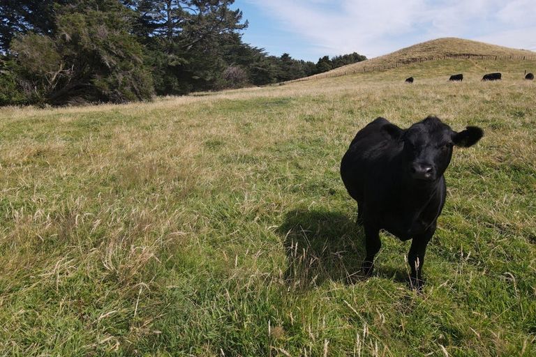 Photo of property in 842 Frankley Road, Hurworth, New Plymouth, 4371