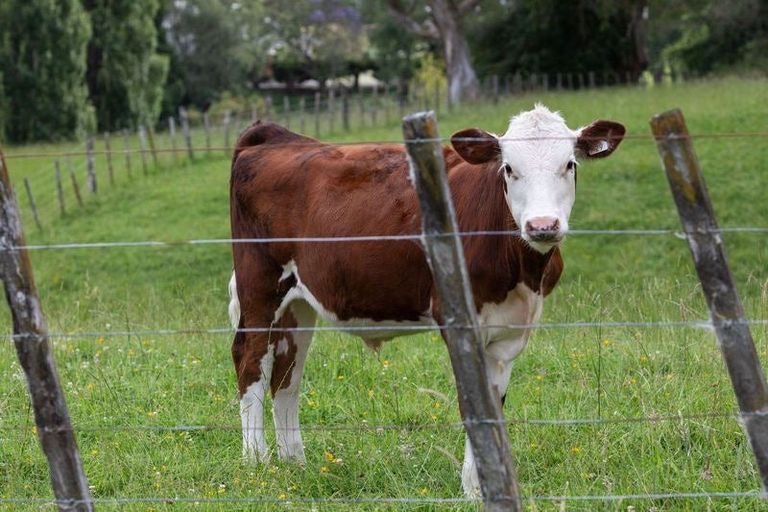 Photo of property in 238 Roberts Avenue, Aramoho, Whanganui, 4584