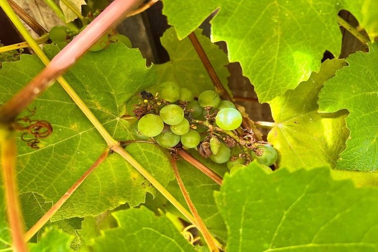 Photo of property in 2/26 Tawa Street, Eastbourne, Lower Hutt, 5013