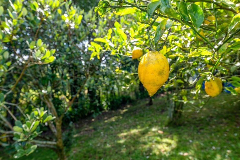 Photo of property in 115 Alfred Road, Egmont Village, New Plymouth, 4371