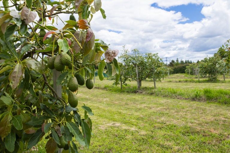 Photo of property in 547 Nelson Road, Lytton West, Gisborne, 4071