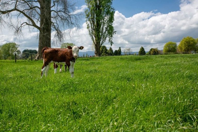 Photo of property in 95 Taihoa Road South, Matamata, 3473