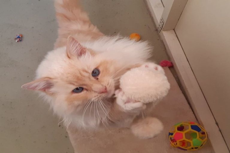 Photo of property in 18 Thews Road, Tinwald, Ashburton, 7778