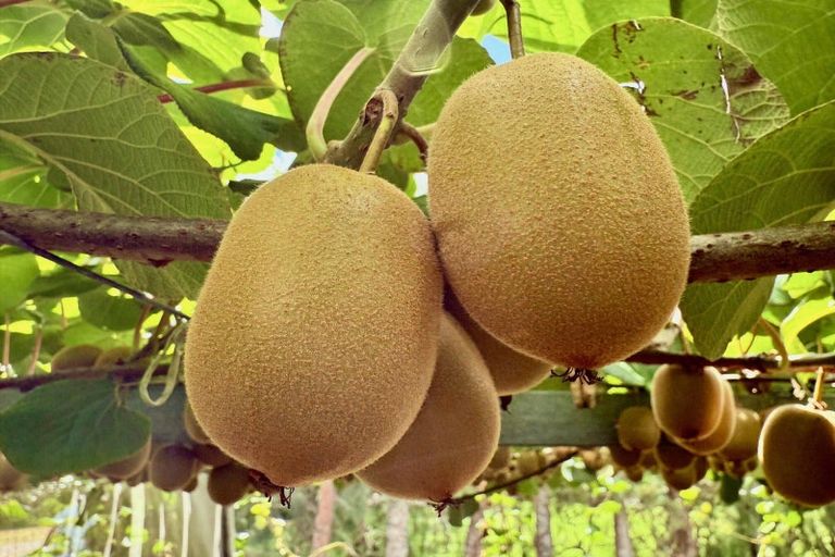 Photo of property in 29 I'anson Road, Minden, 3179