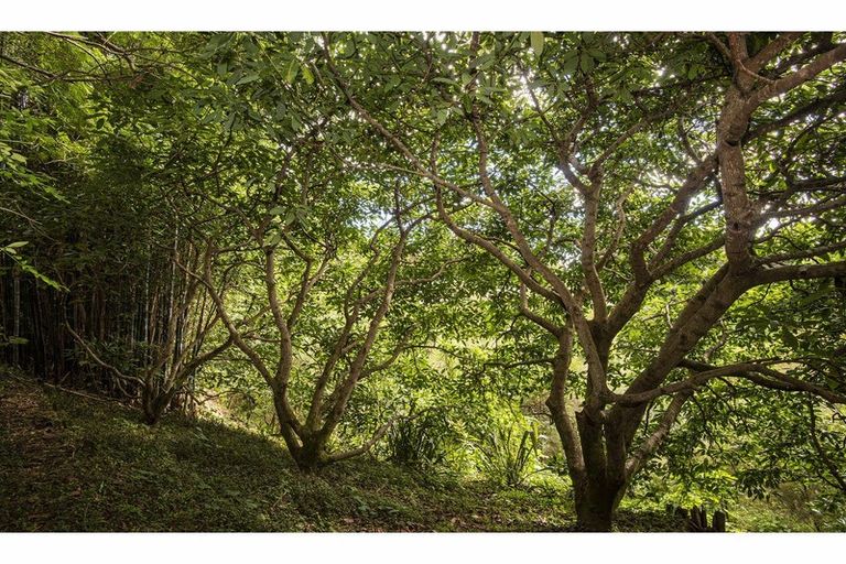 Photo of property in 56 Colville Road, Dargaville, 0310