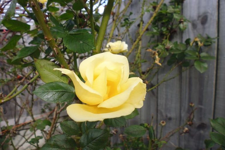 Photo of property in 69a Stewart Street, Whakatane, 3120