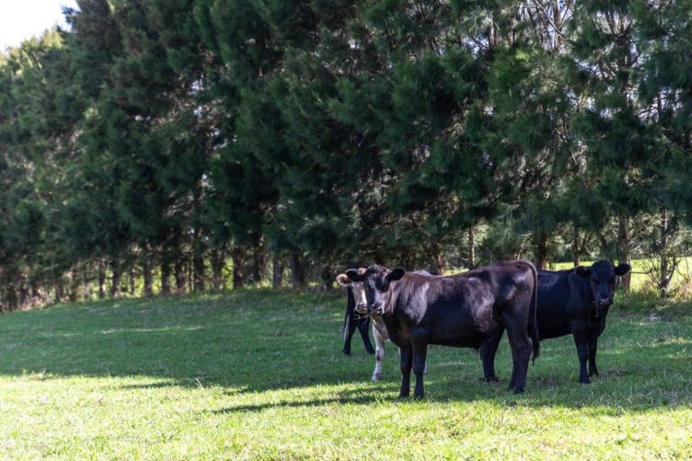 Photo of property in 1031b State Highway 2, Tanners Point, Katikati, 3177