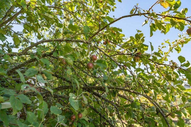 Photo of property in 317 Wood Street, Woodside, Greytown, 5794