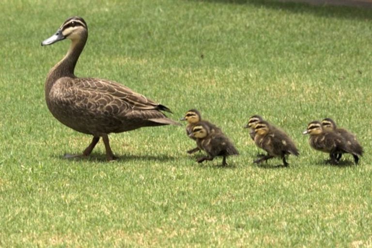 Photo of property in 7a Merwood Lane, Devonport, Auckland, 0624
