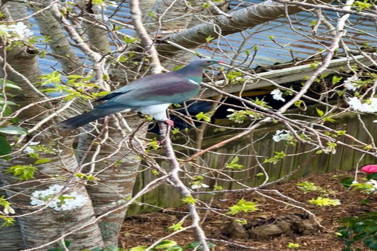 Photo of property in 9 Amokura Street, Waikanae, 5036