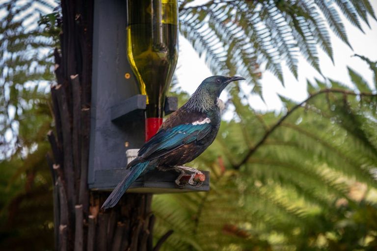 Photo of property in 3 Mcgregor Place, Paraparaumu, 5032