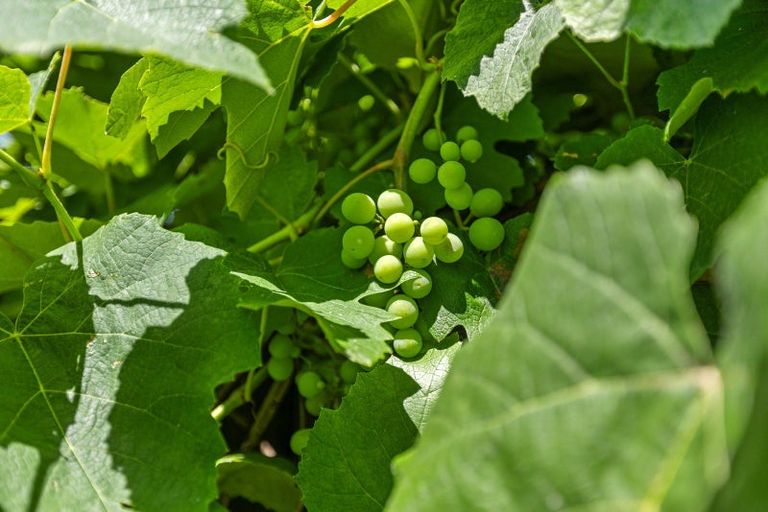 Photo of property in 17 Redmond Street, Judea, Tauranga, 3110