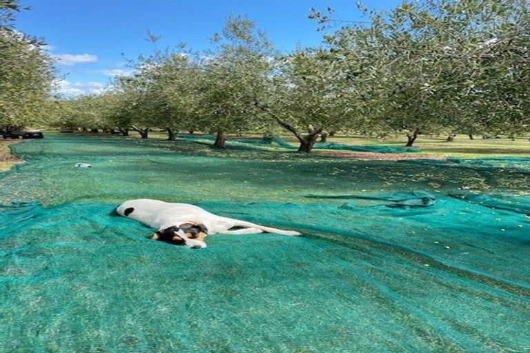 Photo of property in 478 Hihi Road, Hihi, Mangonui, 0494