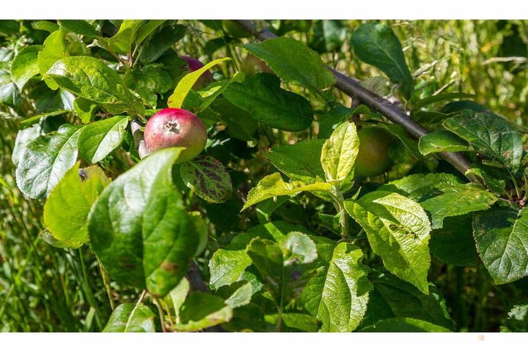 Photo of property in 407 Elephant Hill Road, Waihao Downs, Waimate, 7977