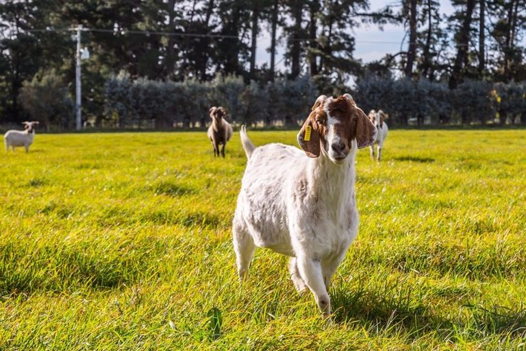 Photo of property in 23 Settlement Road, Morison Bush, Greytown, 5794