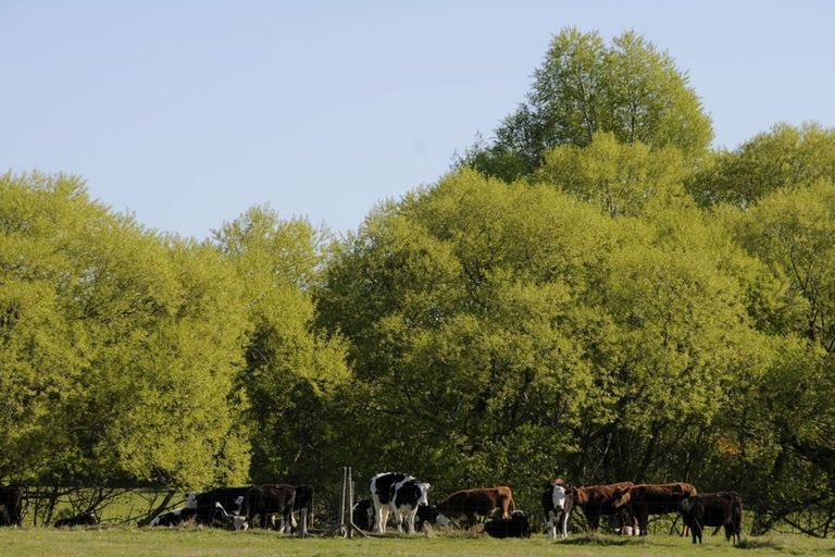 Photo of property in 88 Maytown Road, Waimate, 7978