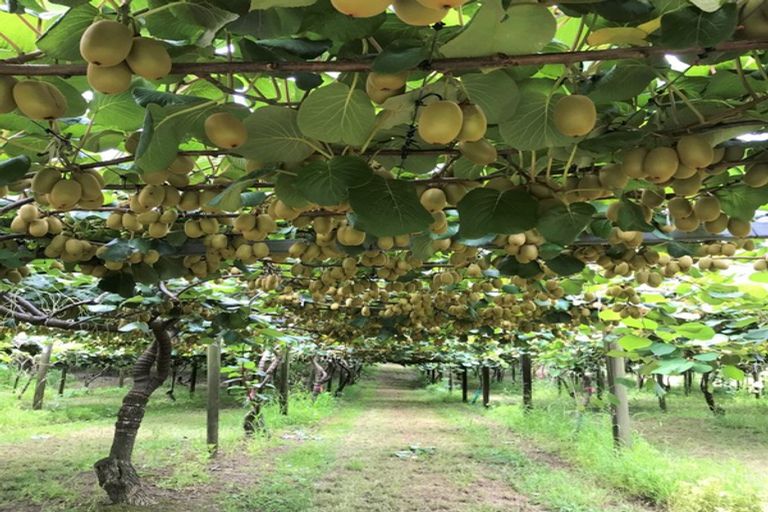 Photo of property in 3 Penderel Road, Rangiuru, Te Puke, 3188