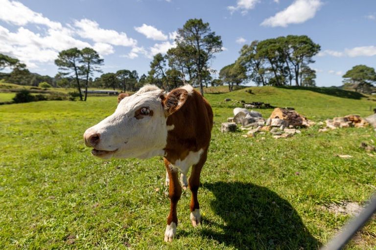 Photo of property in 259 Mcphail Road, Oropi, Tauranga, 3173