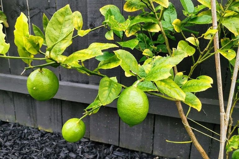 Photo of property in 12 Tarras Road, Kumeu, 0810