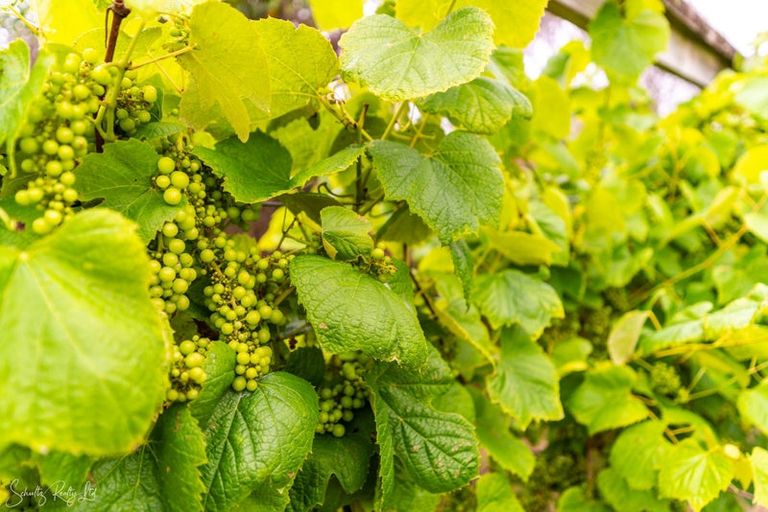 Photo of property in 2081 Paparoa Valley Road, Paparoa, 0571