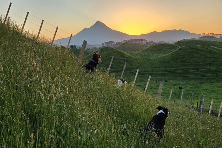 Photo of property in 964 Tarata Road, Kaimata, 4387