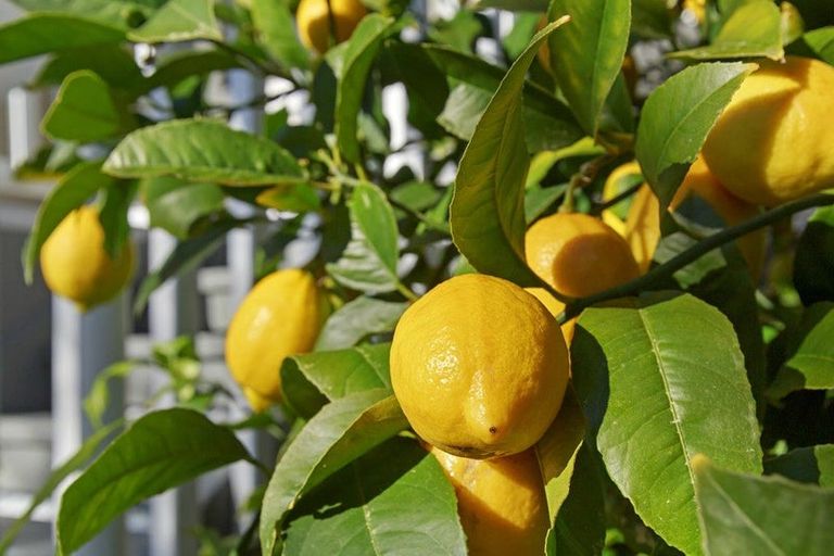 Photo of property in 13 Forglen Place, Tawa, Wellington, 5028