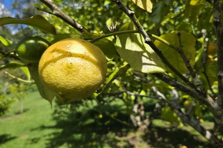 Photo of property in 314f Waipapa Road, Waipapa, 0230