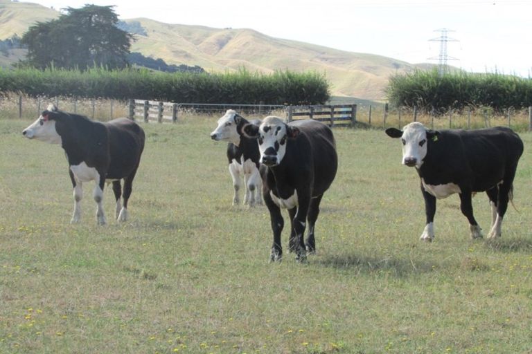 Photo of property in 58 Riddell Road, Waerenga, Te Kauwhata, 3781